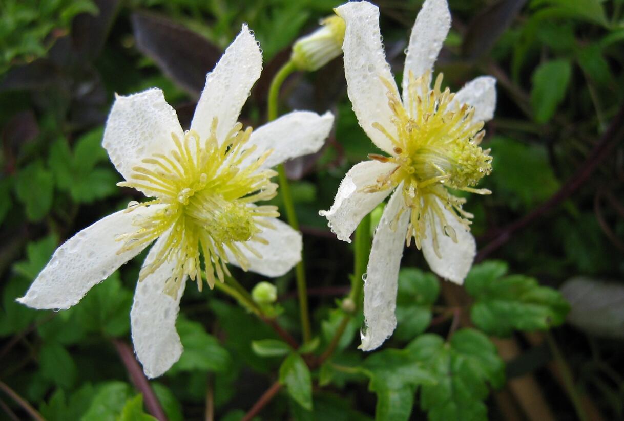 Plamének tangutský 'Anita' - Clematis tangutica 'Anita'