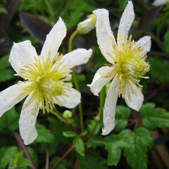 Plamének tangutský 'Anita' - Clematis tangutica 'Anita'