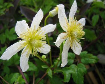 Plamének tangutský 'Anita'