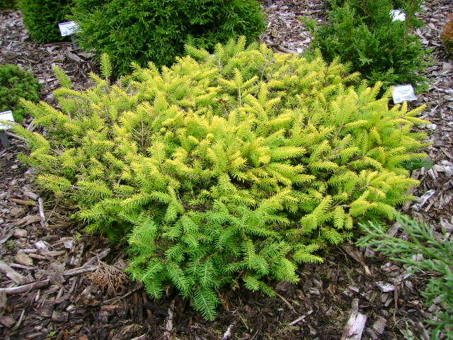 Smrk ztepilý 'Vermont Gold' - Picea abies 'Vermont Gold'