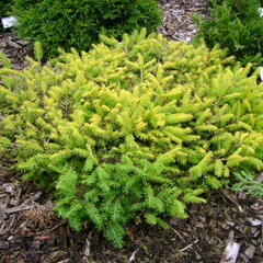 Smrk ztepilý 'Vermont Gold' - Picea abies 'Vermont Gold'
