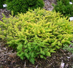 Smrk ztepilý 'Vermont Gold' - Picea abies 'Vermont Gold'