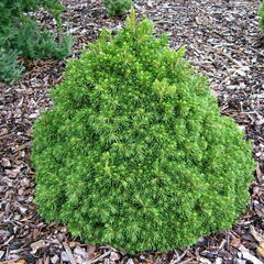 Smrk ztepilý 'Tompa' - Picea abies 'Tompa'