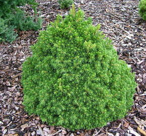 Smrk ztepilý 'Tompa' - Picea abies 'Tompa'