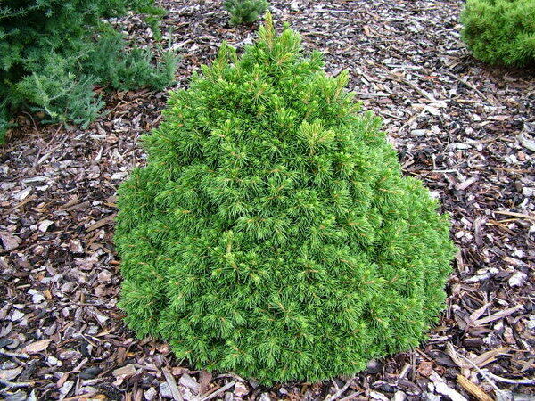 Smrk ztepilý 'Tompa' - Picea abies 'Tompa'