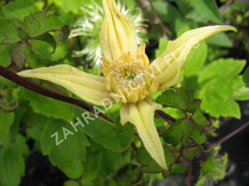 Plamének 'Lemon Bells' - Clematis chiisanensis 'Lemon Bells'