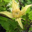Plamének 'Lemon Bells' - Clematis chiisanensis 'Lemon Bells'