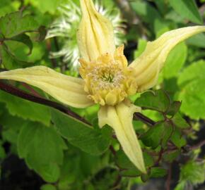 Plamének 'Lemon Bells' - Clematis chiisanensis 'Lemon Bells'