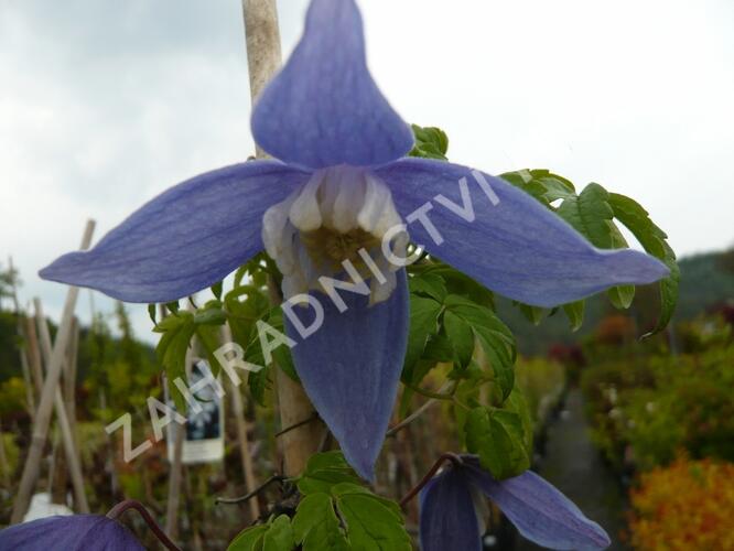 Plamének 'Frances Rivis' - Clematis 'Frances Rivis'