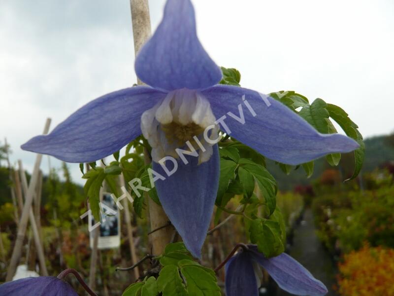 Plamének 'Frances Rivis' - Clematis 'Frances Rivis'