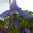 Plamének 'Frances Rivis' - Clematis 'Frances Rivis'