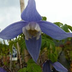 Plamének 'Frances Rivis' - Clematis 'Frances Rivis'
