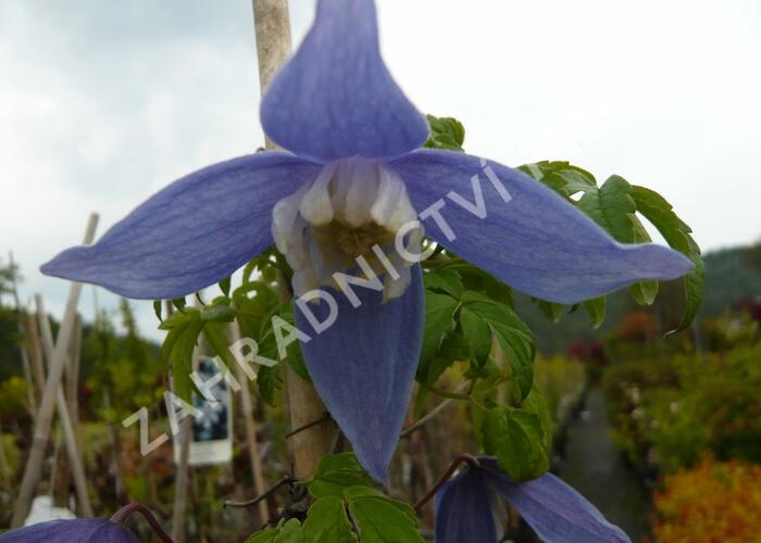 Plamének 'Frances Rivis' - Clematis 'Frances Rivis'