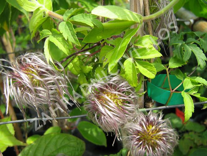 Plamének alpský - Clematis alpina sibirica