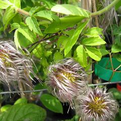 Plamének alpský - Clematis alpina sibirica