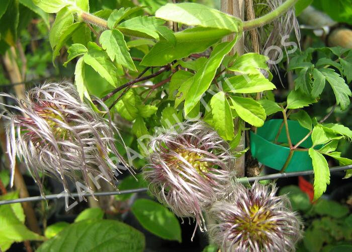 Plamének alpský - Clematis alpina sibirica