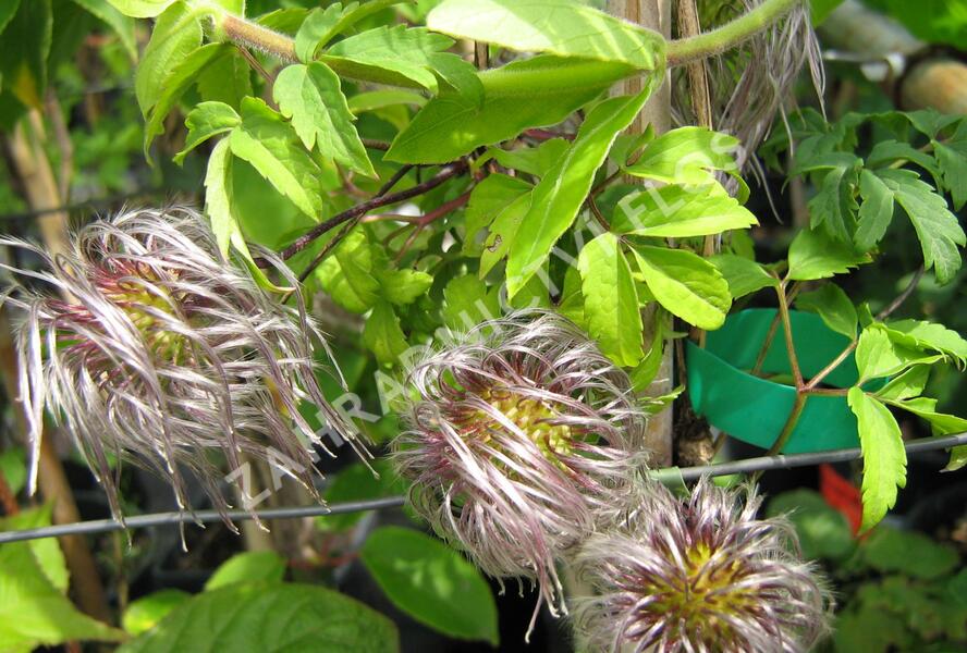 Plamének alpský - Clematis alpina sibirica