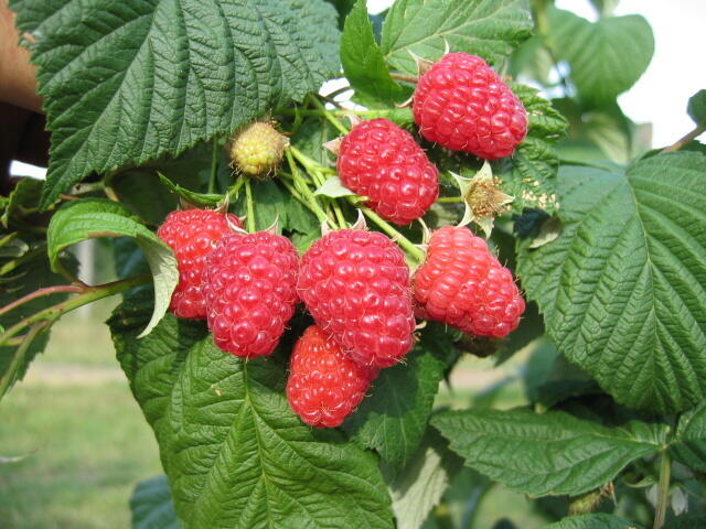 Maliník remontantní 'Medea' - Rubus idaeus 'Medea'