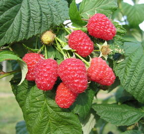 Maliník remontantní 'Medea' - Rubus idaeus 'Medea'