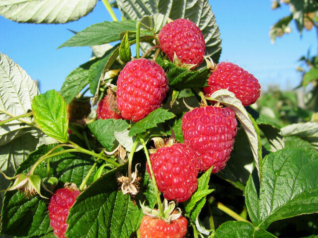 Maliník remontantní 'Ada' - Rubus idaeus 'Ada'