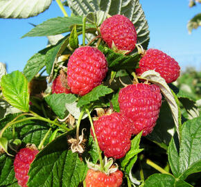 Maliník remontantní 'Ada' - Rubus idaeus 'Ada'