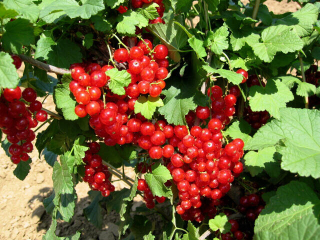 Rybíz červený 'Red Lake' - Ribes rubrum 'Red Lake'