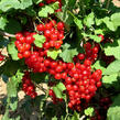 Rybíz červený 'Red Lake' - Ribes rubrum 'Red Lake'