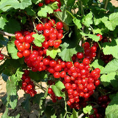 Rybíz červený 'Red Lake' - Ribes rubrum 'Red Lake'