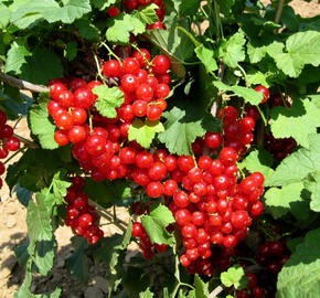 Rybíz červený 'Red Lake' - Ribes rubrum 'Red Lake'