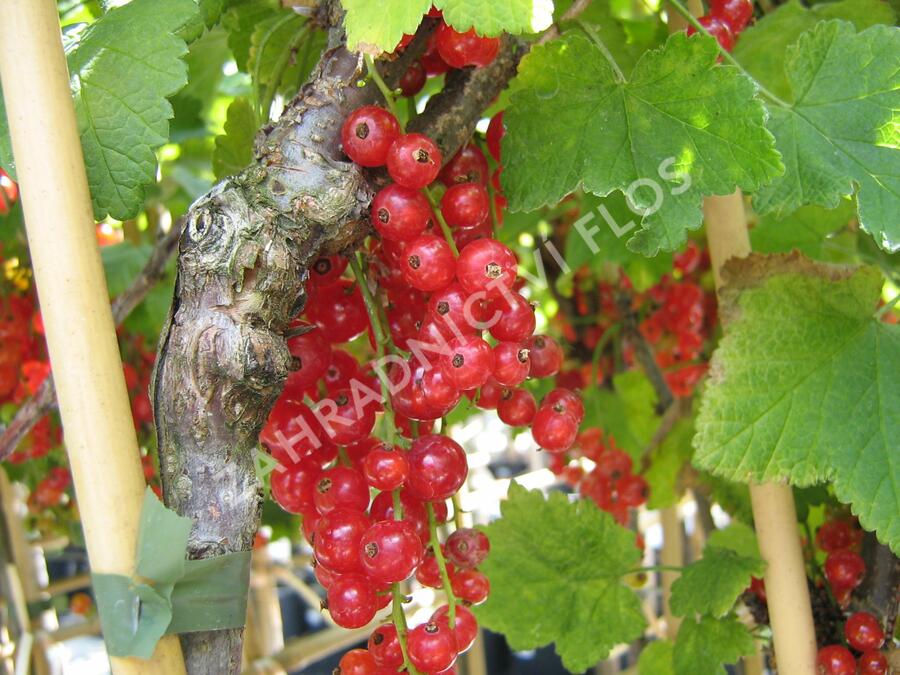 Rybíz červený 'Red Lake' - Ribes rubrum 'Red Lake'