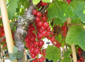 Rybíz červený 'Red Lake' - Ribes rubrum 'Red Lake'