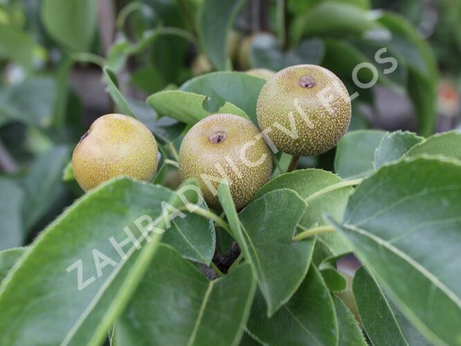 Hrušeň asijská - nashi - Pyrus pyrifolia