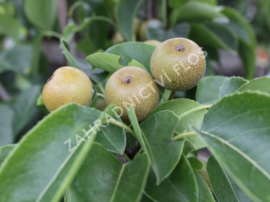 Hrušeň asijská - nashi - Pyrus pyrifolia