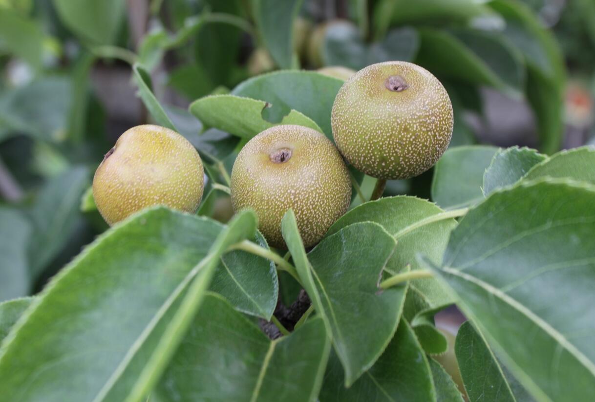 Hrušeň asijská, nashi - Pyrus pyrifolia