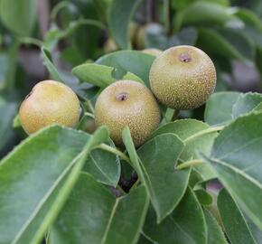 Hrušeň asijská - nashi - Pyrus pyrifolia