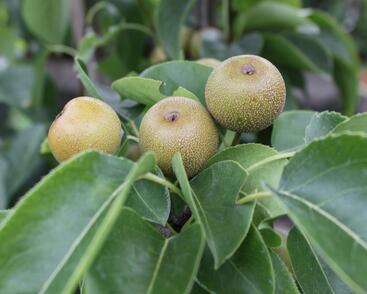 Hrušeň asijská, nashi
