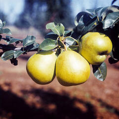 Hrušeň zimní 'Nela' - Pyrus communis 'Nela'