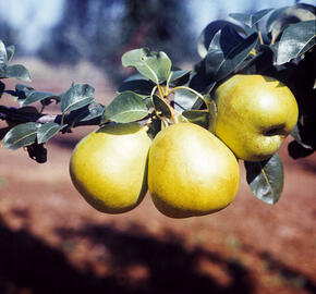 Hrušeň zimní 'Nela' - Pyrus communis 'Nela'