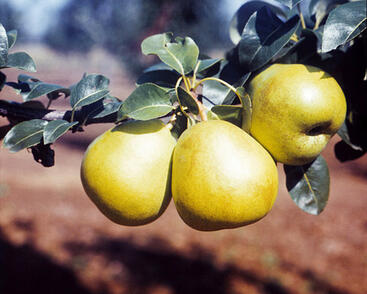 Hrušeň zimní 'Nela'