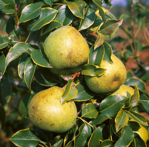 Hrušeň zimní 'Jana' - Pyrus communis 'Jana'