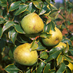 Hrušeň zimní 'Jana' - Pyrus communis 'Jana'