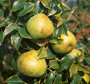 Hrušeň zimní 'Jana' - Pyrus communis 'Jana'