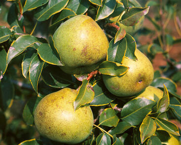 Hrušeň zimní 'Jana'