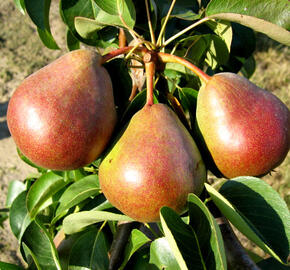 Hrušeň zimní 'Decora' - Pyrus communis 'Decora'