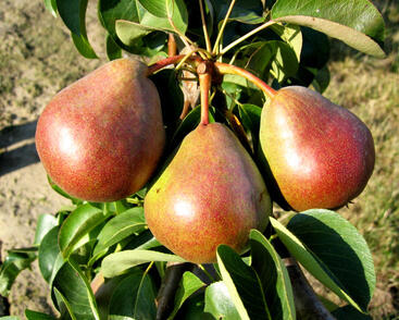 Hrušeň zimní 'Decora'