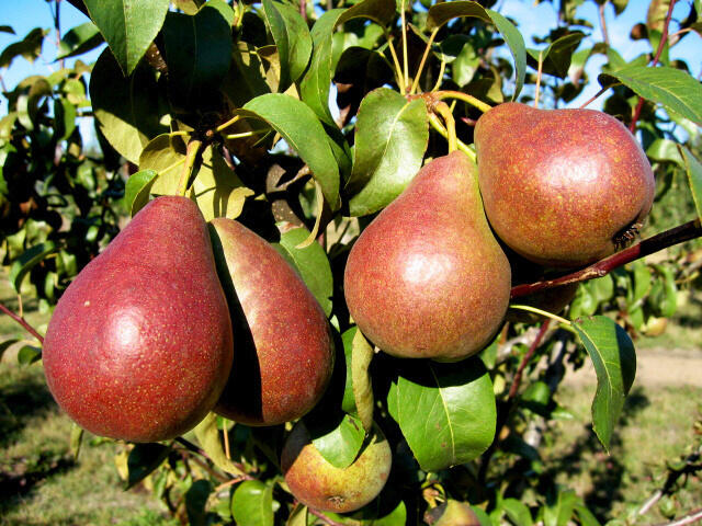 Hrušeň zimní 'Astra' - Pyrus communis 'Astra'