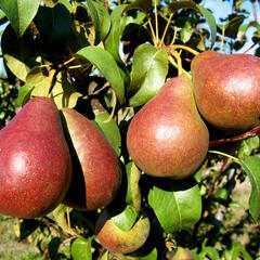 Hrušeň zimní 'Astra' - Pyrus communis 'Astra'