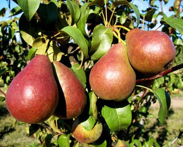 Hrušeň zimní 'Astra'