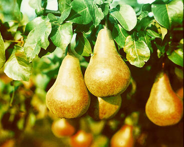 Hrušeň zimní 'Amfora'