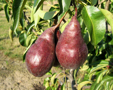 Hrušeň podzimní 'Karina'